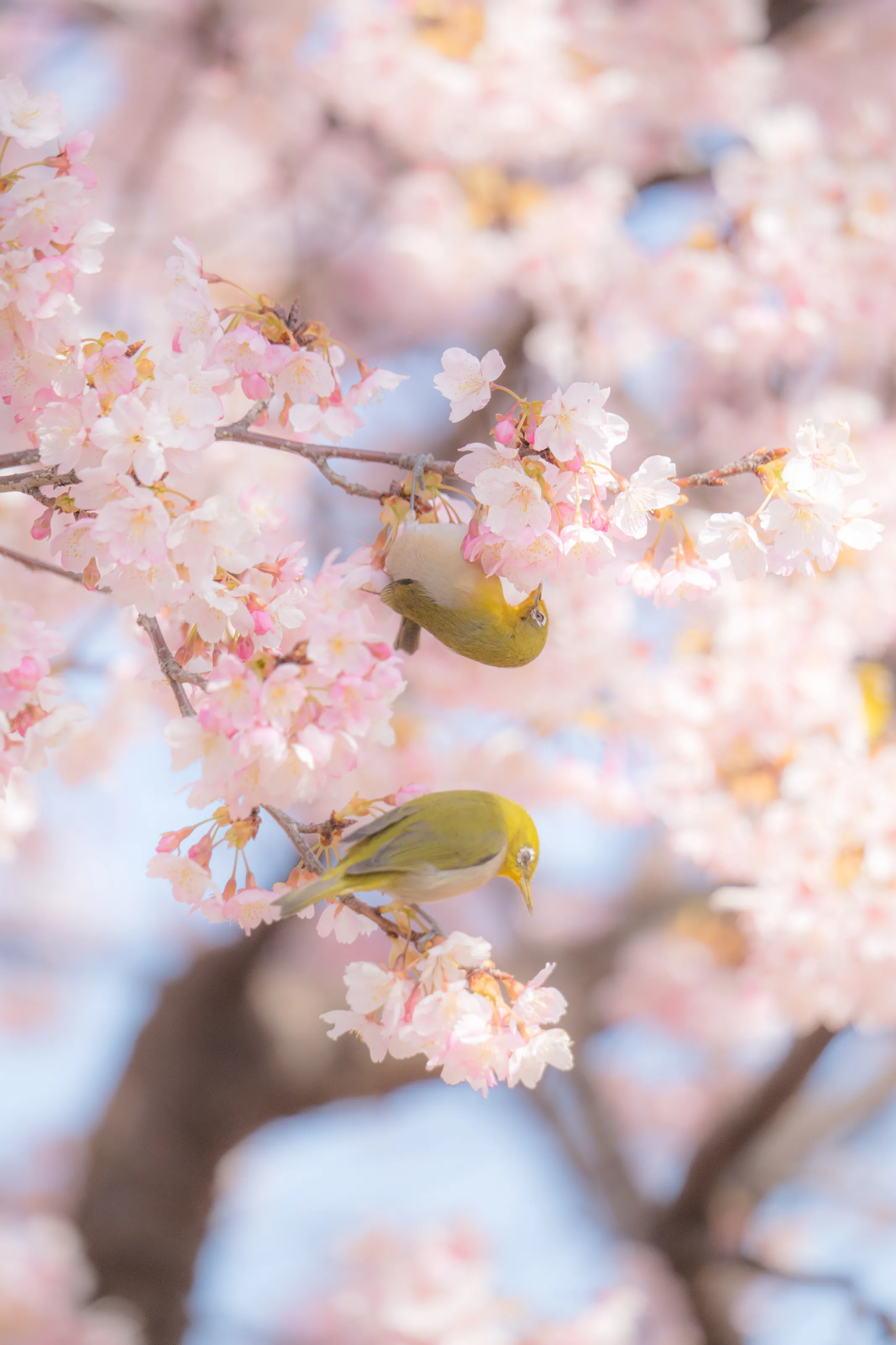 Spring Bloom - 春の光